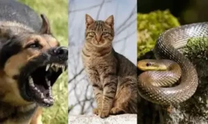10 جانور جنہیں زلزلے کا وقت سے پہلے پتا چل جاتا ہے