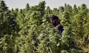 خیبرپختونخوا میں بھنگ کی کاشت کو قانونی حیثیت دینے کا فیصلہ