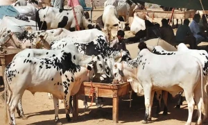کراچی سپر ہائی وے: عید الاضحیٰ کے جانور خریدنے کیلئے جانے والوں سے ڈیڑھ کروڑ لوٹ لئے گئے