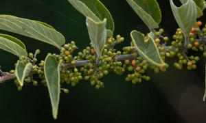 بھنگ کی خصوصیات والا عام پودا، سائنس دانوں کا بڑا انکشاف