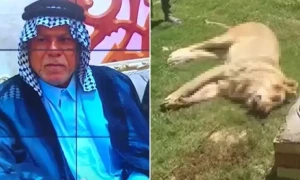 عراق میں پالتو شیر نے حملہ کرکے اپنے مالک کو مار ڈالا