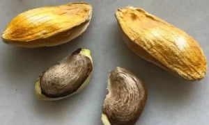 جلد، بالوں، وزن میں کمی کے لیے آم کی گٹھلیاں کیا کام آتی ہیں؟