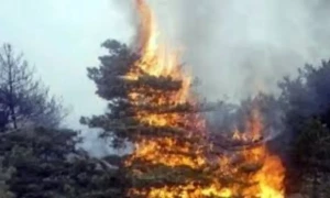 سوات کے جنگلات میں لگی آگ نے وائلڈ لائف اہلکار کی جان لے لی