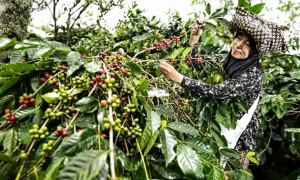 Indonesia to boost global coffee production through strategic export development