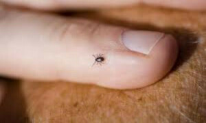 KP reports new cases of Congo virus