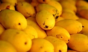 PFA launches crackdown on toxic mango ripening practices