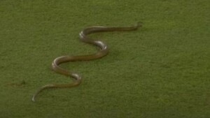 سری لنکا، بنگلادیش میچ کے دوران گراؤنڈ میں خطرناک سانپ کی انٹری، شائقین خوفزدہ