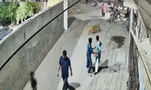 لاہور: فارم ہاؤس میں شیر کا حملہ،بچوں سمیت 3 افراد زخمی، مالک کے خلاف مقدمہ درج