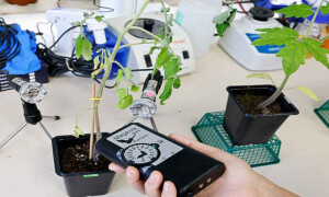 پودے باتیں کرتے ہیں تو کیڑے سنتے ہیں، تحقیق میں نیا اور دلچسپ انکشاف