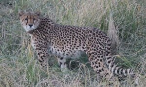 جہلم ویلی میں خوف کی علامت بننے والا تیندوا مارا گیا
