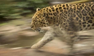 Leopard captured after three weeks of roaming free