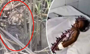 Crocodile attacks woman washing clothes in Sukkur canal, bites her leg