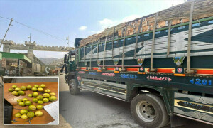 Afghanistan returns 15 tonnes of ‘disease-infected’ lemons to Pakistan