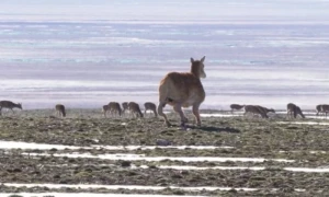 China has allocated tens of billions in subsidies to support its robotics industry