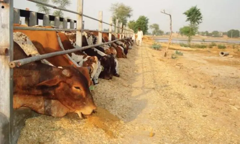 Floods cause Rs1.57bn losses to Khyber Pakhtunkhwa livestock
