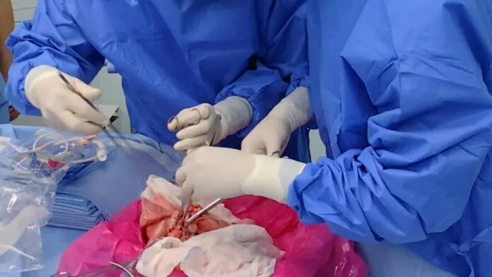 Chinese surgeons successfully transplant first pig lung into human body