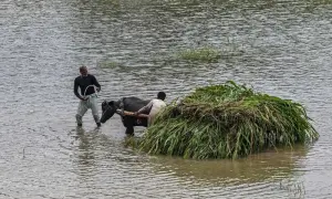 Emergency wildlife rescue operation launched in flood-affected Punjab