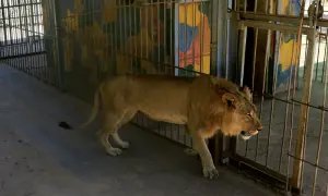 Wildlife department rescues 6 lions trapped in floodwaters in Lahore