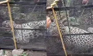 Wildlife officials capture rogue leopard in Abbottabad