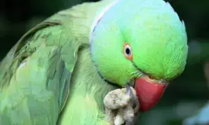 Punjab makes parrot registration mandatory to protect endangered species
