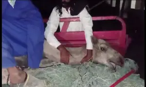 Female camel’s leg chopped off for drinking water from pond in Sukkur
