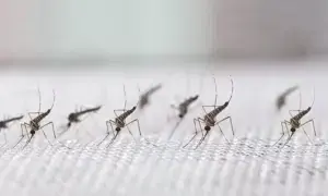 Malaria cases in Karachi rise to 2,242 this year