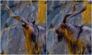 KP earns record $1.9 million from trophy hunting permits auction