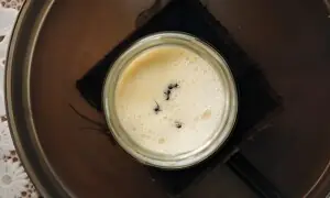 سائنسدانوں نے چینٹیوں سے دہی بنا کر ریسٹرنٹ کے گاہکوں کو کھلا دی