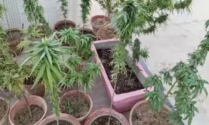 Rooftop weed farm busted in Karachi’s Naya Nazimabad