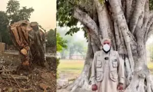 150-year-old banyan tree felled in Lahore Cantt amid peak smog 150-year-old banyan tree felled in Lahore Cantt amid peak smog