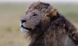 گھنگریالے بالوں والا نایاب شیر جنگل کا ہینڈسم ترین نر قرار گھنگریالے بالوں والا نایاب شیر جنگل کا ہینڈسم ترین نر قرار