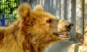 ‘Rano’ the bear being trained for transfer from Karachi Zoo to Islamabad ‘Rano’ the bear being trained for transfer from Karachi Zoo to Islamabad