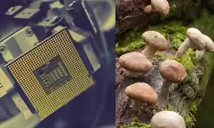 کمپیوٹرز پروسیسر کی جگہ اب مشروم سے چلیں گے؟ کمپیوٹرز پروسیسر کی جگہ اب مشروم سے چلیں گے؟