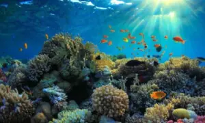 UAE scientists create nature-inspired glue to restore coral reefs