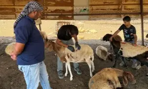 انتہا پسند یہودیوں نے ڈنڈے مار کر بھیڑیں بھی ہلاک کردیں