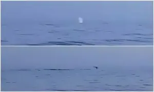 Pod of at least six Humpback Whales spotted near Gwadar