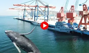 عربی وہیل مچھلیاں گوادر پہنچ گئیں عربی وہیل مچھلیاں گوادر پہنچ گئیں