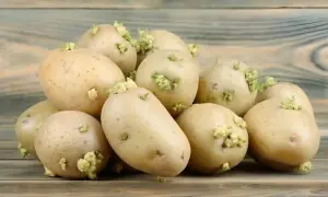 جڑ والے آلو کھانا کتنا نقصان دہ ہے؟ جان کر آپ حیران رہ جائیں گے جڑ والے آلو کھانا کتنا نقصان دہ ہے؟ جان کر آپ حیران رہ جائیں گے