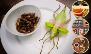 خلا میں بسنے کے بعد انسانوں کو کون سے کیڑے کھانے پڑیں گے؟ خلا میں بسنے کے بعد انسانوں کو کون سے کیڑے کھانے پڑیں گے؟