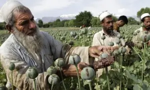 افغان ہیروئن کا کاروبار کمزور کرنے کیلئے امریکی خفیہ ایجنسی کی فلمی چال افغان ہیروئن کا کاروبار کمزور کرنے کیلئے امریکی خفیہ ایجنسی کی فلمی چال