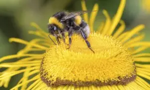 مکھیوں میں وقت کا احساس رکھنے کی صلاحیت کا انکشاف، ٹائم کیسے دیکھتی ہیں؟