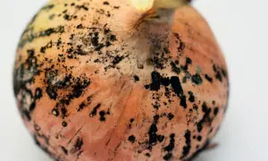 کالے فنگس والی پیاز: استعمال یا ضائع کرنے کا درست طریقہ کالے فنگس والی پیاز: استعمال یا ضائع کرنے کا درست طریقہ