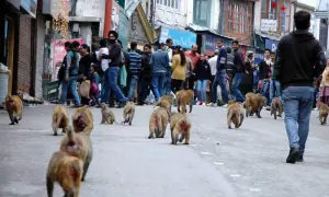 جاپان کے شہریوں کی بندروں سے جنگ چھڑ گئی جاپان کے شہریوں کی بندروں سے جنگ چھڑ گئی