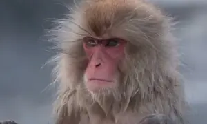 جاپان کے شہریوں کی بندروں سے جنگ چھڑ گئی