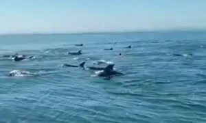 Dolphins delight Gwadar fishermen in rare spectacle