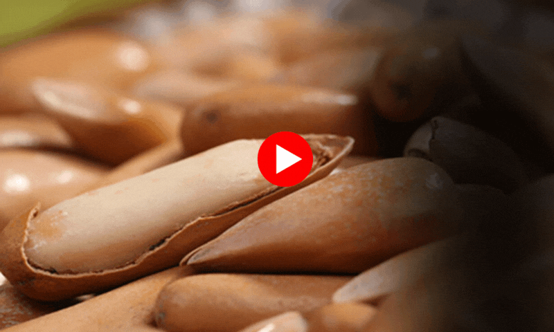 مہنگا چلغوزہ سستا کیسے ہوگیا