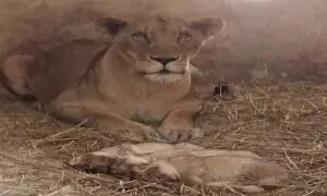 Three healthy lion cubs born at Karachi Zoo