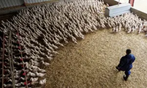 Bird flu virus could risk pandemic worse than COVID if it mutates, France’s Institut Pasteur says