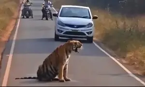 شیر نے سڑک کے بیچ میں بیٹھ کر ٹریفک روک دی، ویڈیو وائرل