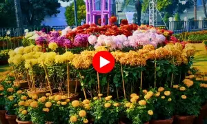 لاہور گلِ داؤدی کے حسین رنگوں سے سج گیا